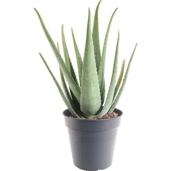 Sazenice Aloe pravá, Aloe Vera, průměr květináče 19 - 21 cm