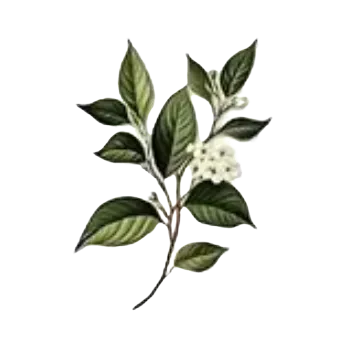 samolepka Samolepky - listy rostlin IX (sada 5 ks)