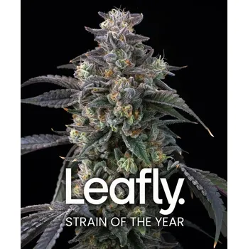 Semeno Barney's Farm Super Boof Balení: 10ks