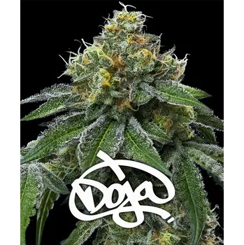 Semeno Barney's Farm RS11 x Banana OG Balení: 3ks