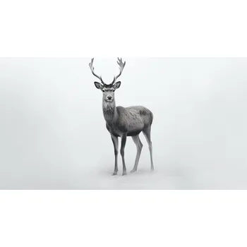 Obraz Foto obraz na plátně - Jelen na bílém pozadí - P/4030/1039