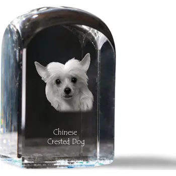 Obraz Čínský chocholatý pes - fotografie v křišťálu, památka, trofej, těžítko na papír