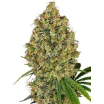 Sensi Seeds | AK 420 - 5 ks