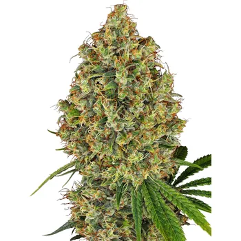 Semeno Sensi Seeds | AK 420 - 5 ks