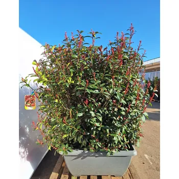 Příroda Blýskavka Fraserova 'Carre Rouge' 80x120cm ŠPALÍR