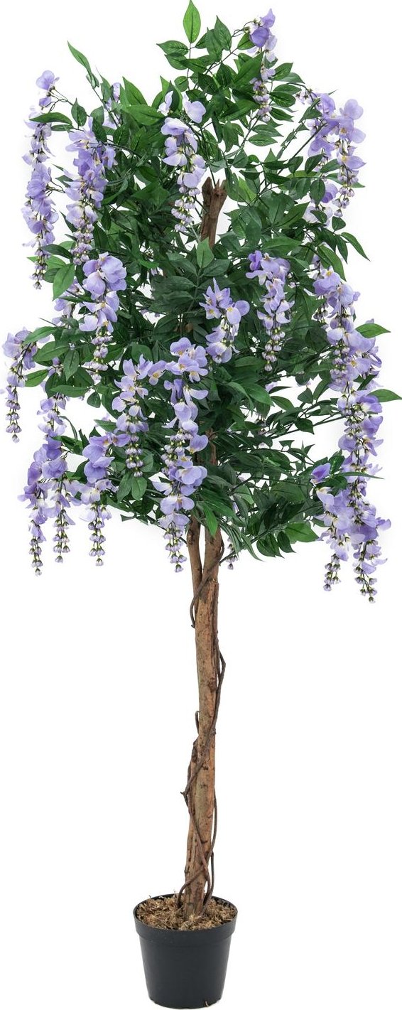 Vistárie strom - zlatý déšť, přírodní kmen - fialová, 150 cm