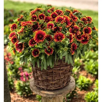 Sazenice Kokarda osinatá 'SPINTOP®ORANGE HALO' kont. 0,5 l