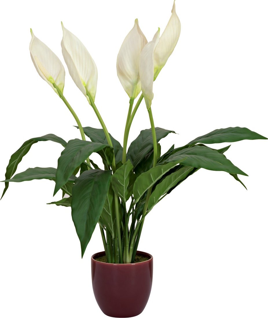 Umělá květina Spathiphyllum - Lopatkovec v květináči, 49cm