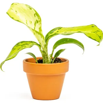 Gardners Dieffenbachia Snow, průměr 6 cm Difenbachie, mramornatka