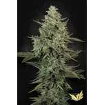 Paradise Seeds Mendo Crème Balení: 5ks