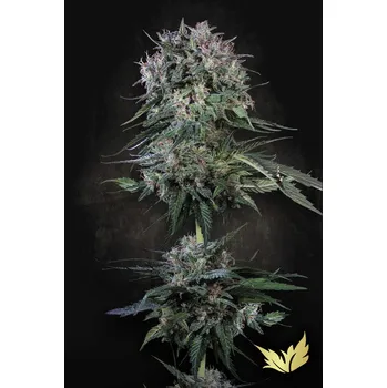 Semeno Paradise Seeds Doppler Balení: 3ks