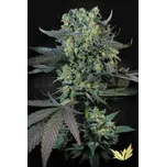 Paradise Seeds Momo Balení: 5ks