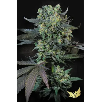 Semeno Paradise Seeds Momo Balení: 5ks