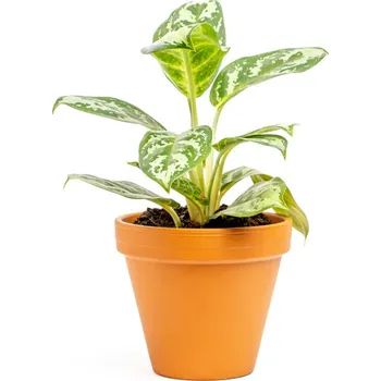 Gardners Aglaonema Amazon Silver, průměr 12 cm Aglaonema, Spící panna