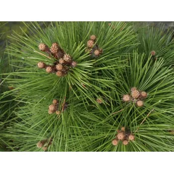 Sazenice Borovice černá 'Pyramidata/Pyramidalis' Balení: kontejner C5