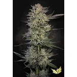 Paradise Seeds Candy Breath Balení: 10ks