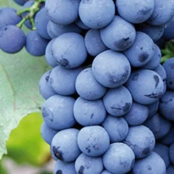 Víno Réva vinná Nero 2L