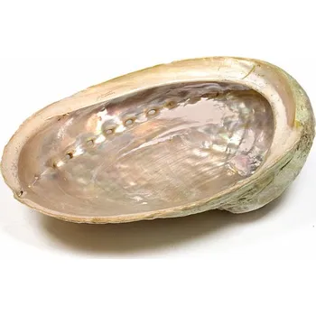 Aroma lampa Abalon mušle leštěná vykuřovací miska L 16 až 18 cm cca 16,5 až 18 cm