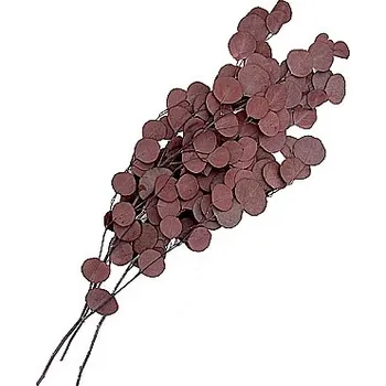 umělá květina Eucalyptus populus stabilizovaný červený, 100 g