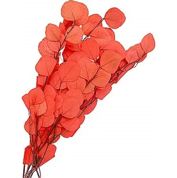 umělá květina Eucalyptus populus stabilizovaný bělený + červený, 100 g