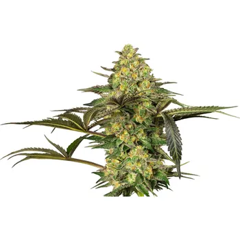 Sensi Seeds | Grapevine Candy - 3 ks