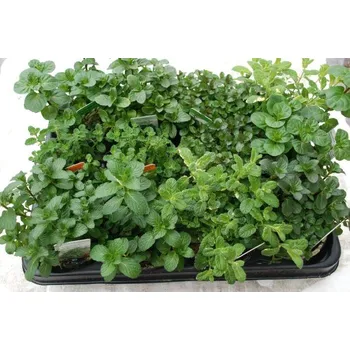 Sazenice TSUGA Máta peprná Pomo