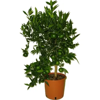 Sazenice Mandarinkovník Reticulata velké sladké plody