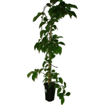 Sazenice Kiwi Actinidia arguta Geneva 60 cm