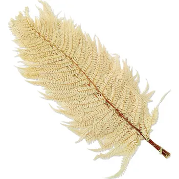 umělá květina Stabilizovaná kapradina, Wild coral fern bílá, 10 ks