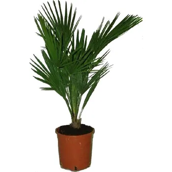 Sazenice Žumara - Chamaerops humilis XL