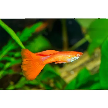 Paví očko - Poecilia reticulata samec