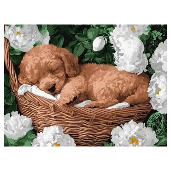 Set školních potřeb Malowanie po numerach - Śpiący pudel 30x40cm