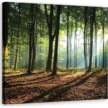 Obraz OBRAZ DO OBÝVÁKU Ráno v zeleném lese