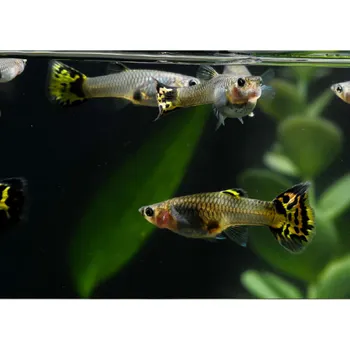 Paví očko - Poecilia reticulata samička