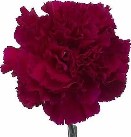 Preparované karafiáty tmavě červené 10 ks