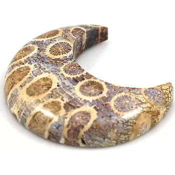 Drahý kámen Zkamenělý korál kabošon