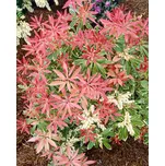 Agarden Pieris japonská Flaming Silver…