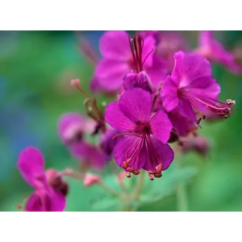 Sazenice Kakost oddenkatý Bevan's Variety P9