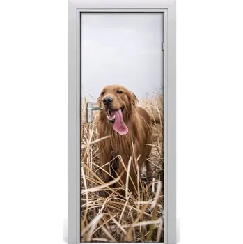 Fototapeta Samolepící fototapeta na dveře Golden retriever 85x205 cm