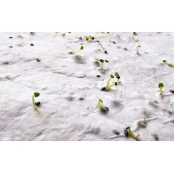 Naklíčeno List papíru se semínky divokých květin formát A6