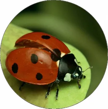 Jedlá dekorace na dort Jedlý papír beruška na listu 19,5 cm