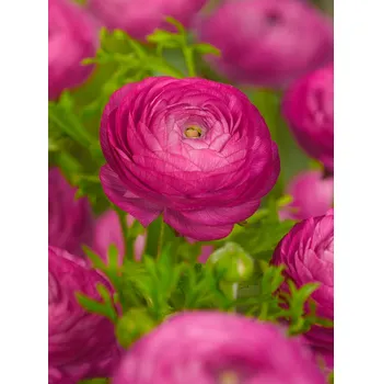 Semeno Pryskyřník 'Ranunculus pink' 3 ks