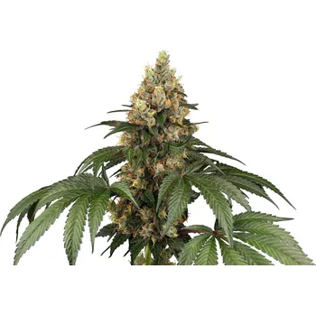 Semeno Sensi Seeds | Chocolate Rainbow XXL - 5 ks