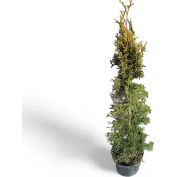 Plot Zerav západní (Thuja Smaragd) K 3 l - (60-80 cm)