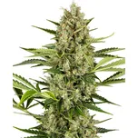 Sensi Seeds | Jack Herer Autoflower - 3 ks