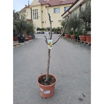 Sazenice FICUS CARICA - Fík 10lt - CUELLO DAMA BLANCA - 10lt, výška 80/100cm