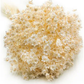 mech-mech.cz Sušená Glixia - (Comanthera) - krémová - 50g