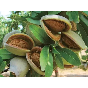 Mandloň Ferragnes C2