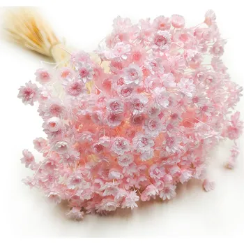 mech-mech.cz Sušená Glixia - (Comanthera) - světle růžová - 50g