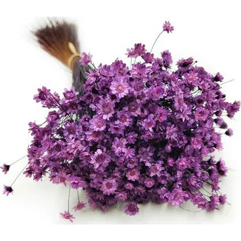 mech-mech.cz Sušená Glixia - (Comanthera) - levandulová-50g